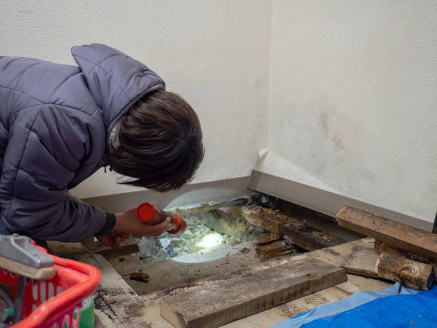 Trusted Northfield, MN Mold Removal Experts