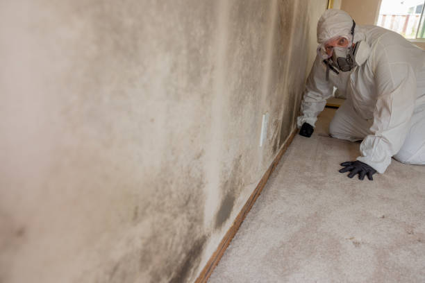 Best Post-Remediation Verification Testing  in Northfield, MN